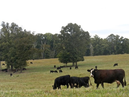 Cattle grazing on Forest Ridge, Gillis Mills, TN