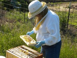 Debra checking the hives